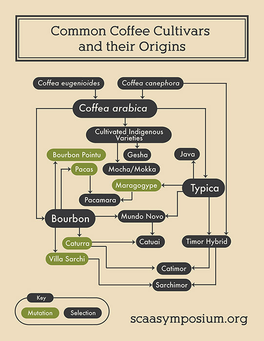 Common Coffee Cultivars and their Origins