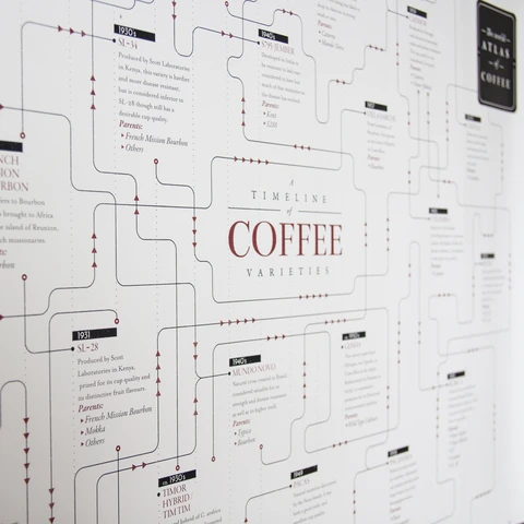 Coffee variety family tree timeline